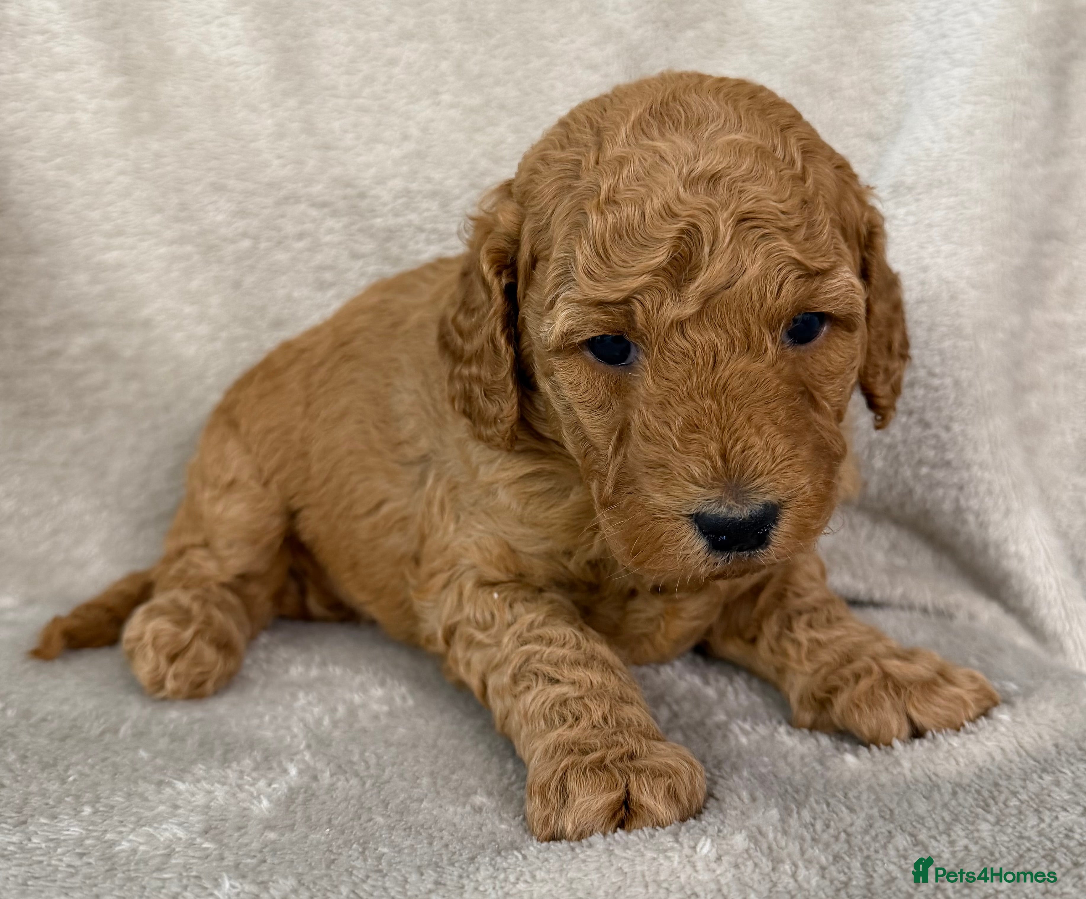 Australian Labradoodle dogs Australian Labradoodle Puppies - Advert 2