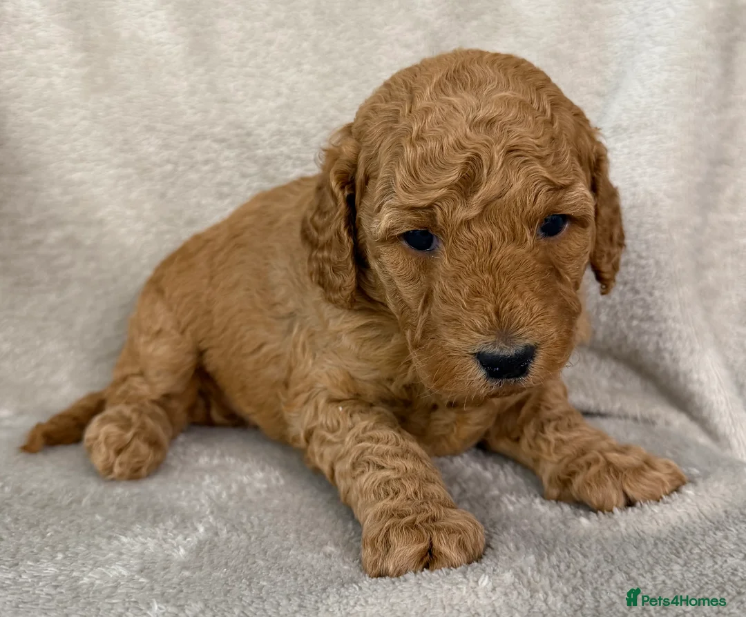 Australian Labradoodle dogs for sale: Australian Labradoodle Puppies - Advert 2