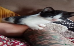 Mixed Breed cats for sale: 4 stunning babies READY NOW Calico and black&white - Image 13