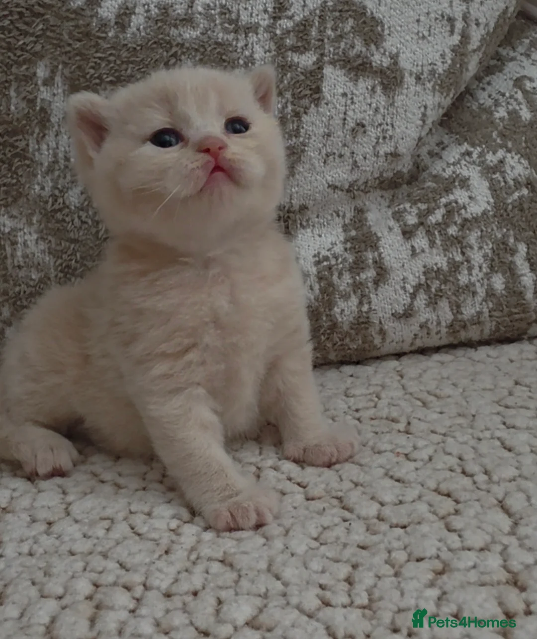British Shorthair cats for sale: Beautiful cream GCCF British shorthair  - Advert 2