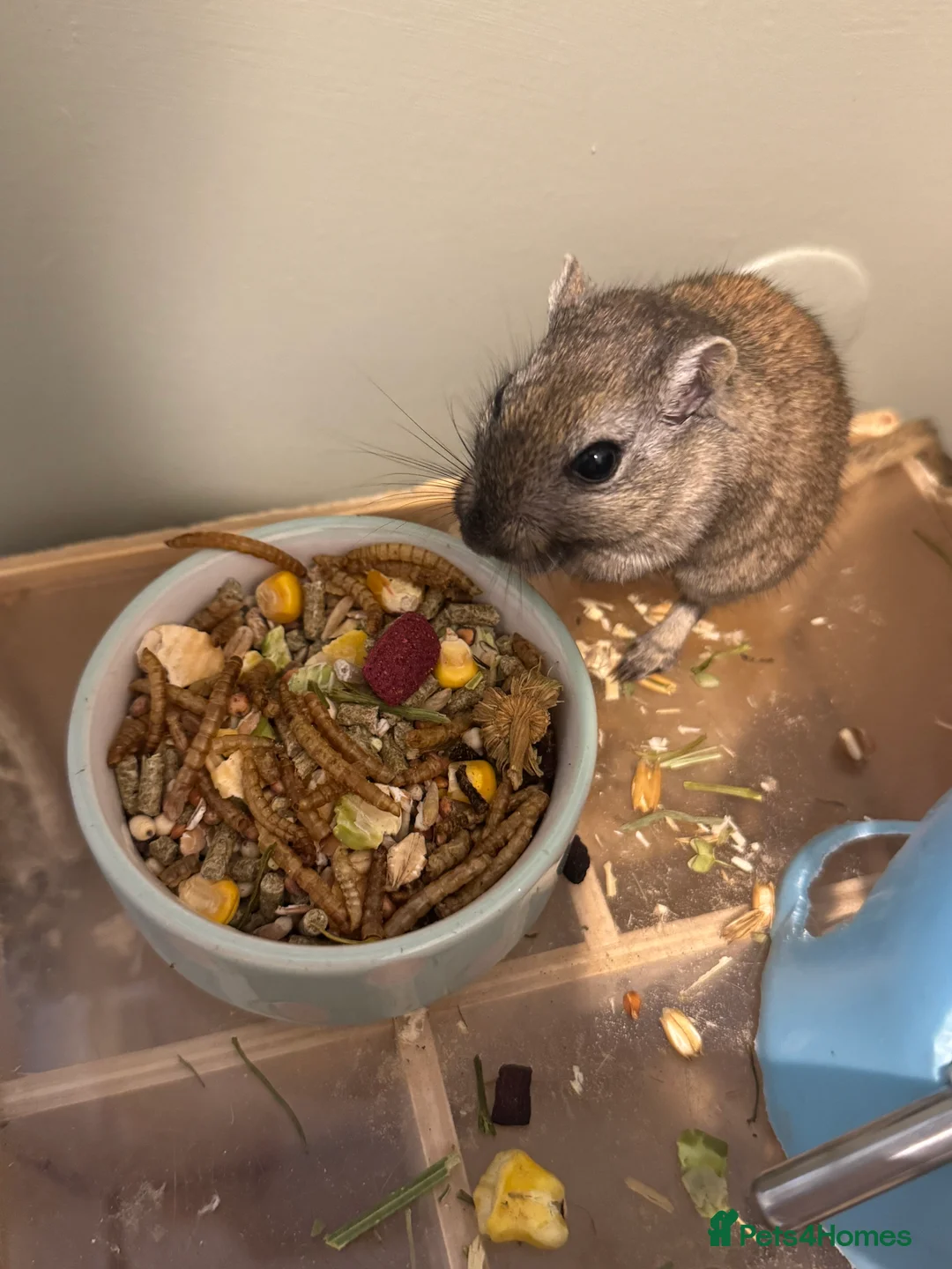 Gerbil rodents for sale: Two bonded 5 month old female gerbils  - Advert 2