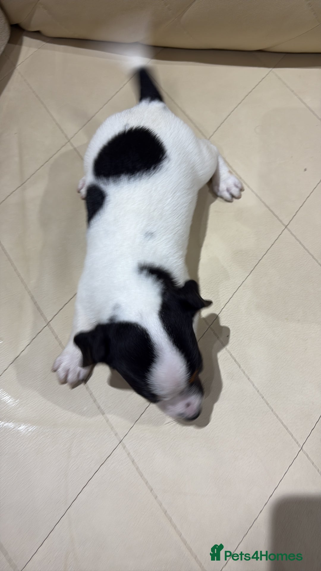 Jack Russell dogs for sale: Jack Russell - Advert 12
