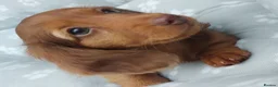 Miniature Dachshund dogs for sale: Miniature long hair dachshund - Advert 2