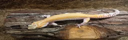 Leopard Gecko reptiles for sale: Leopard Gecko Juveniles Available CBUK - Advert 7
