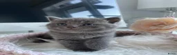 British Shorthair cats for sale: Champion Bloodline British shorthair kittens - Advert 6