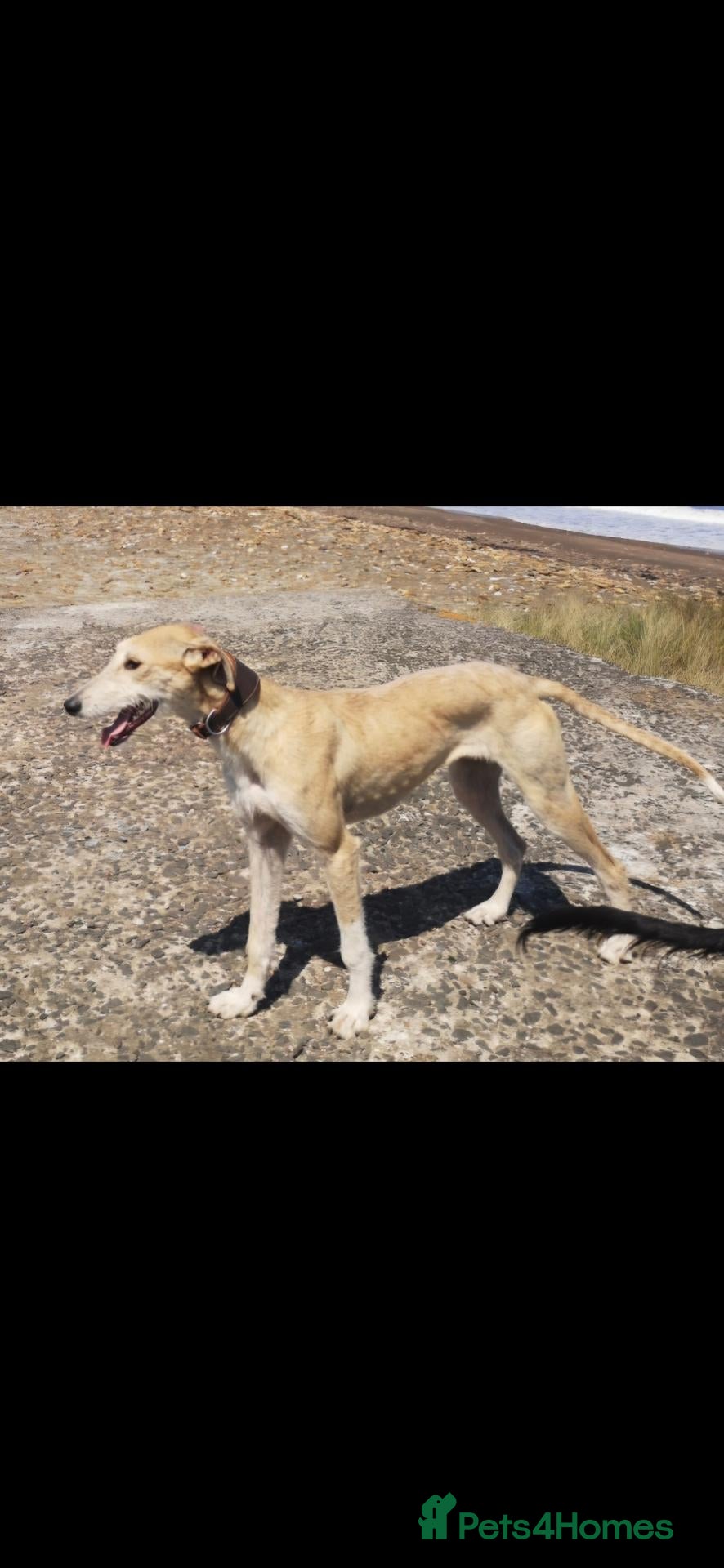 Lurcher dogs Lurcher pups  - Advert 6