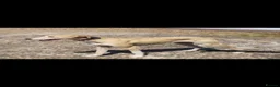 Lurcher dogs for sale: Lurcher pups  in Newbiggin-by-the-Sea - Advert 1