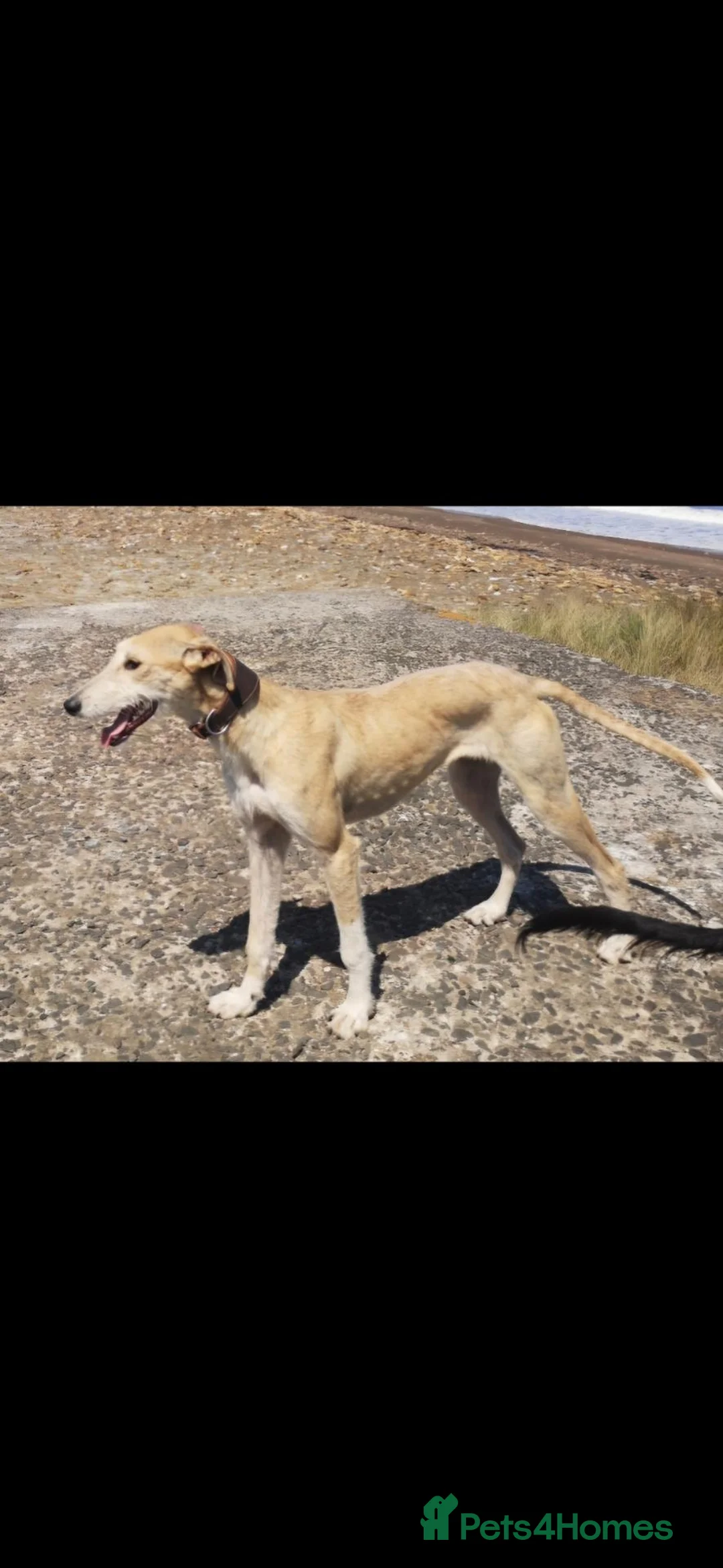Lurcher dogs for sale: Lurcher pups  in Newbiggin-by-the-Sea - Advert 1