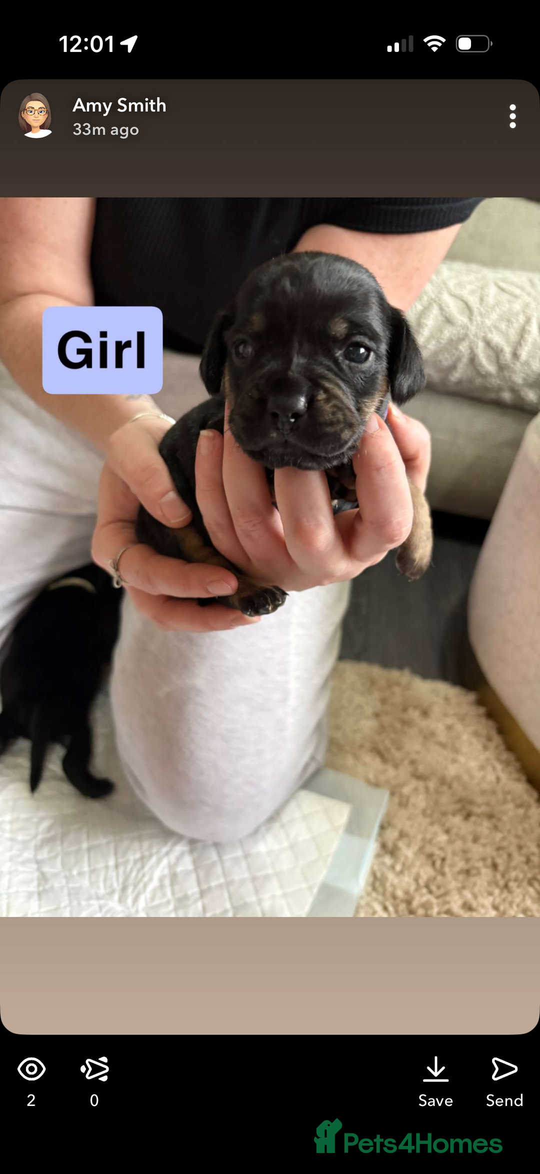 Mixed Breed dogs for sale: Frocker puppies - Advert 11