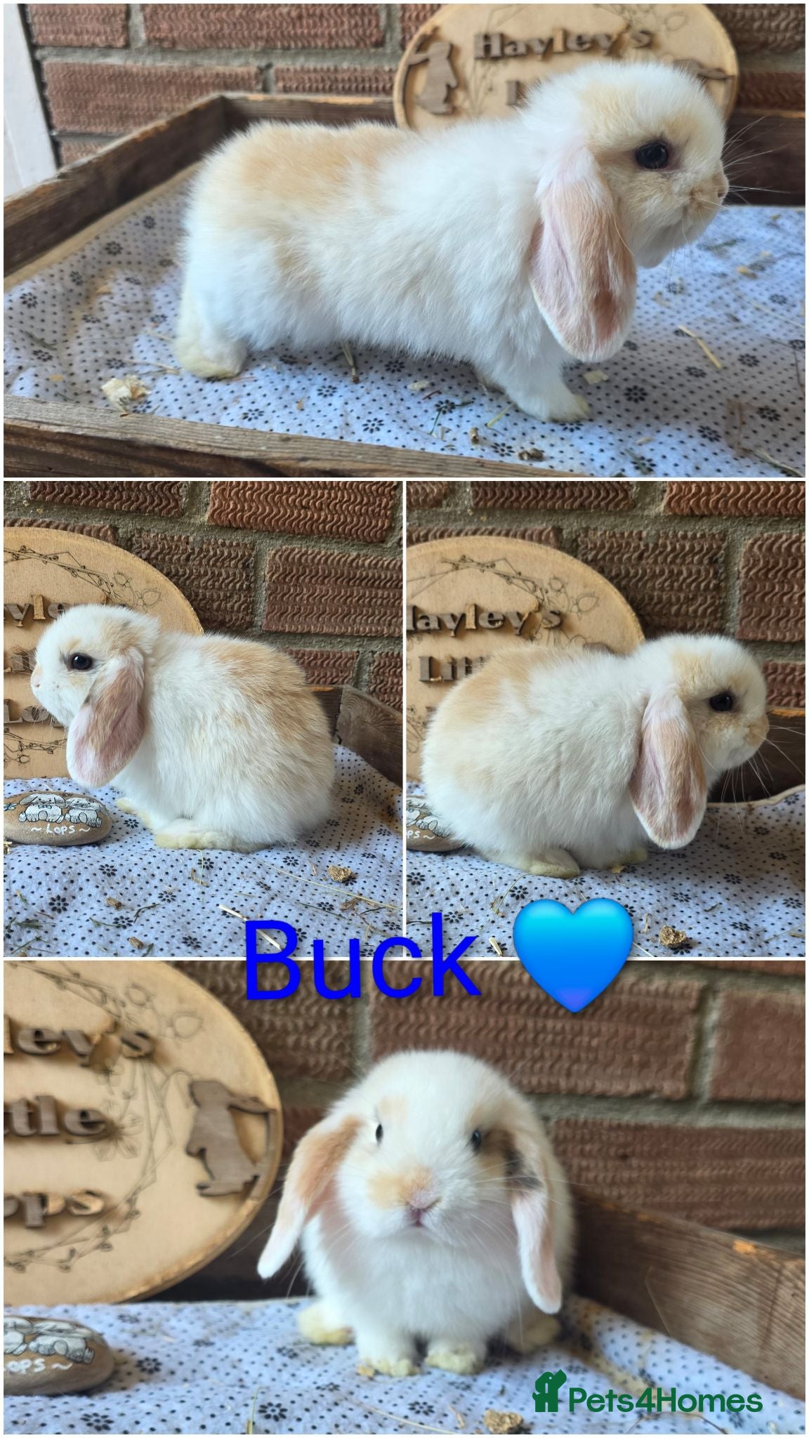 Mini Lop rabbits READY NOW Gorgeous pure breed mini lops  - Advert 2