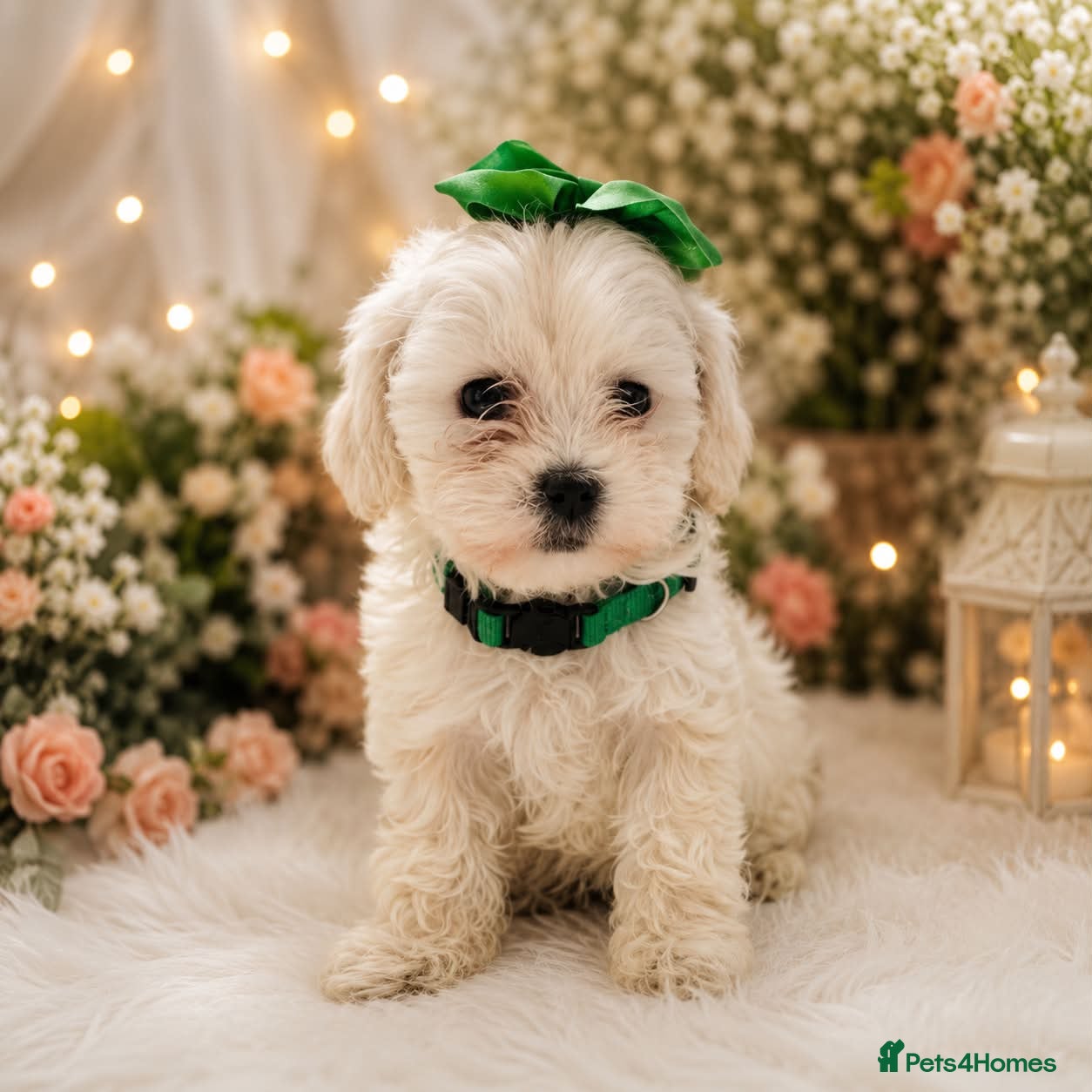 Maltipoo dogs Ready on 04.07. 3 girls 1 boy left  - Advert 10