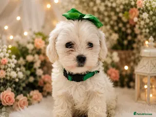Maltipoo dogs Ready on 04.07. 3 girls 1 boy left - Advert 7
