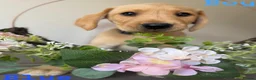 Labrador Retriever dogs for sale: Stunning KC reg Labrador pups ready to leave  - Advert 7