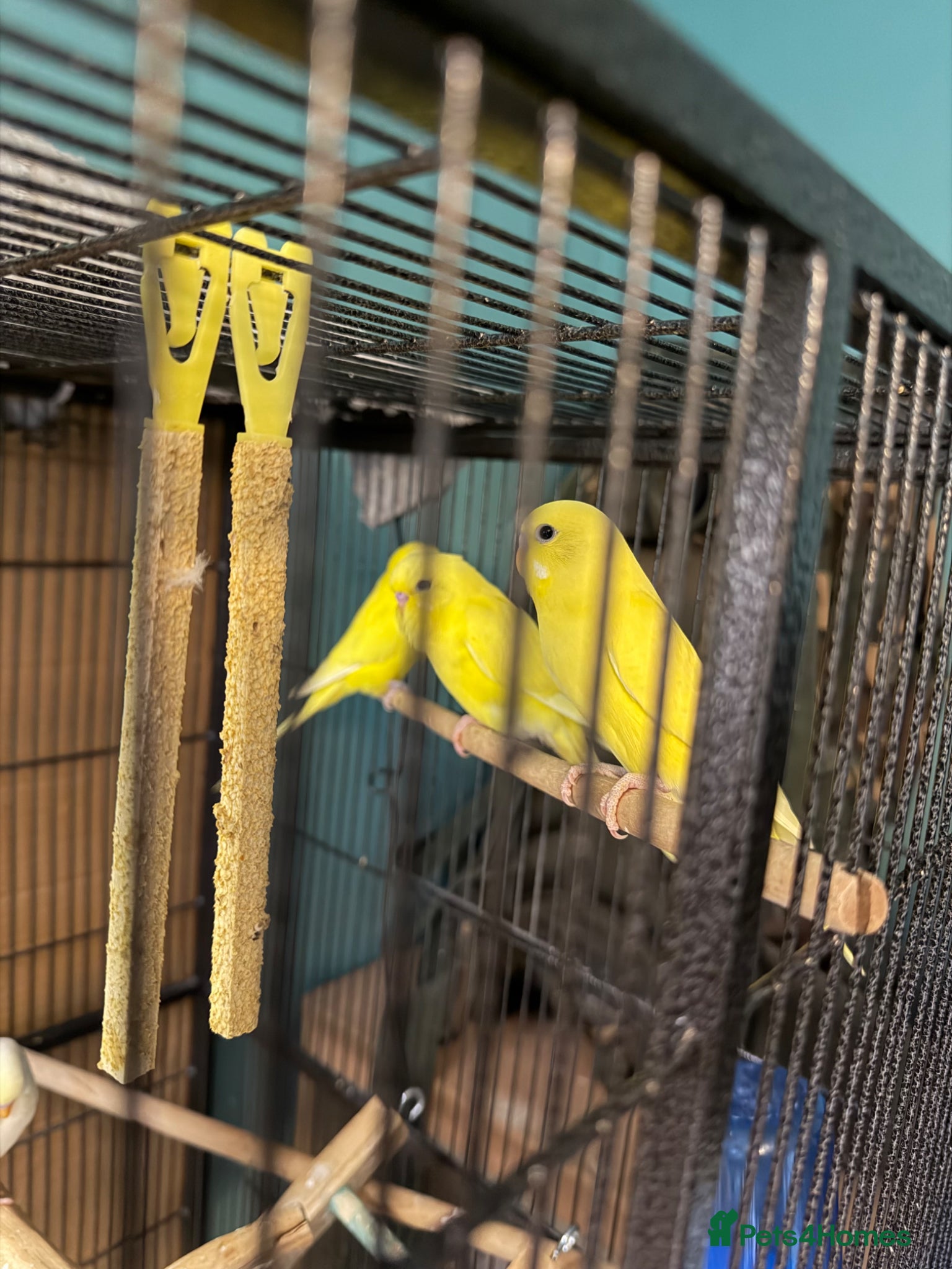 Budgerigars birds Albino and lutino budgies - Advert 3