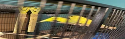 Budgerigars birds for sale: Albino and lutino budgies in Eastbourne - Advert 1