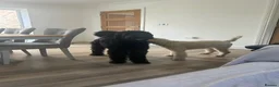 Giant Schnauzer dogs for sale: Female giant schnauzer 1 year old  - Advert 2