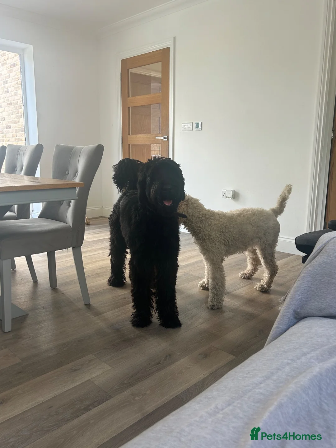 Giant Schnauzer dogs for sale: Female giant schnauzer 1 year old  - Advert 2