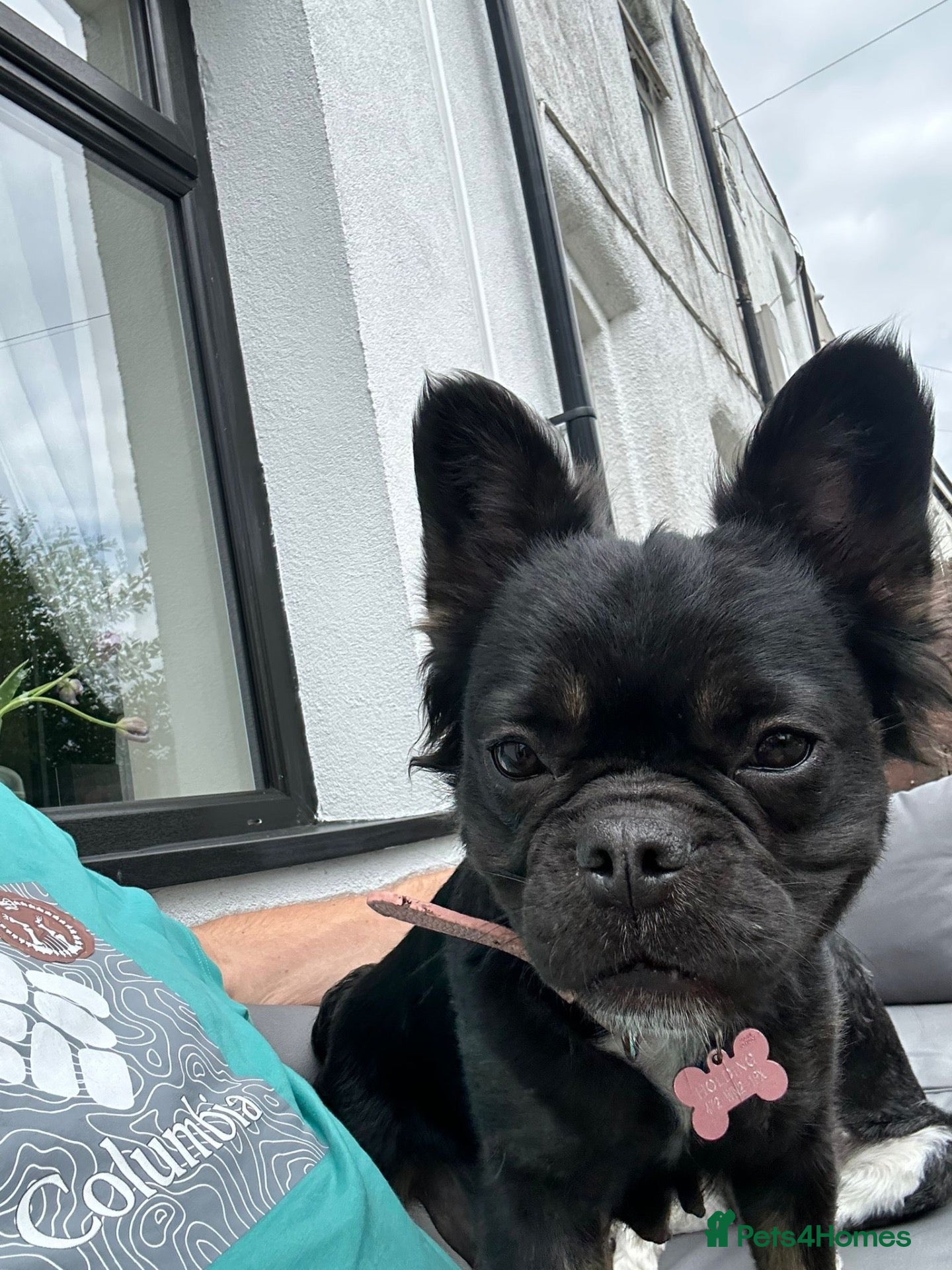 French Bulldog dogs Fluffy Frenchie requires new home - Advert 2