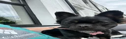 French Bulldog dogs for sale: Fluffy Frenchie requires new home - Advert 1