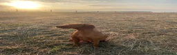 Hungarian Vizsla dogs for sale: HUNGARIAN SHORT HAIRED VIZSLA PUPPIES AVAILABLE  - Advert 4