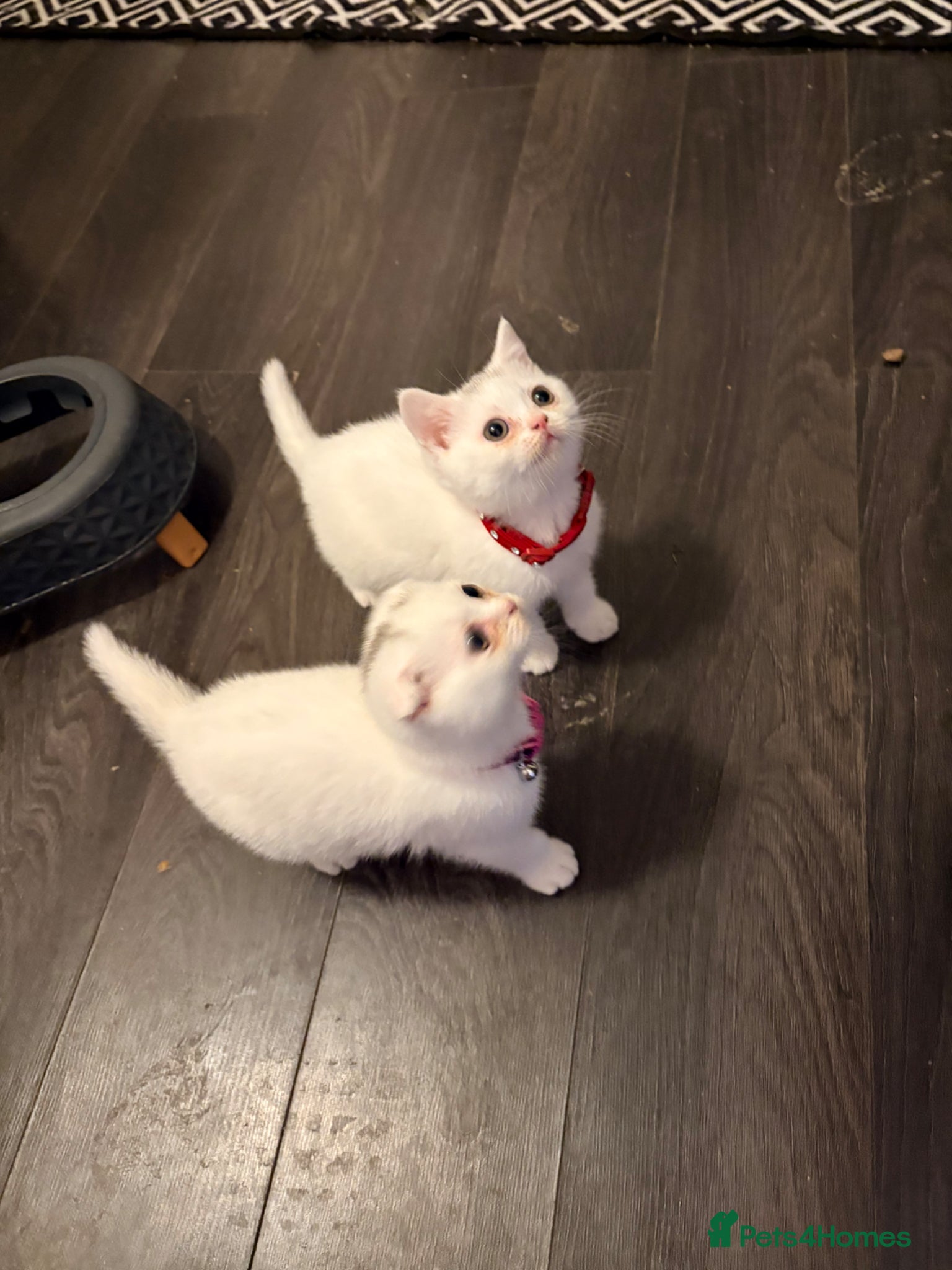 Scottish Fold cats Scottish fold kittens ready for homes  - Advert 2