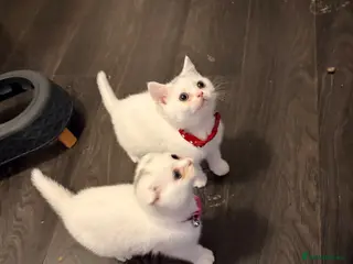 Scottish Fold cats Scottish fold kittens ready for homes - Advert 2