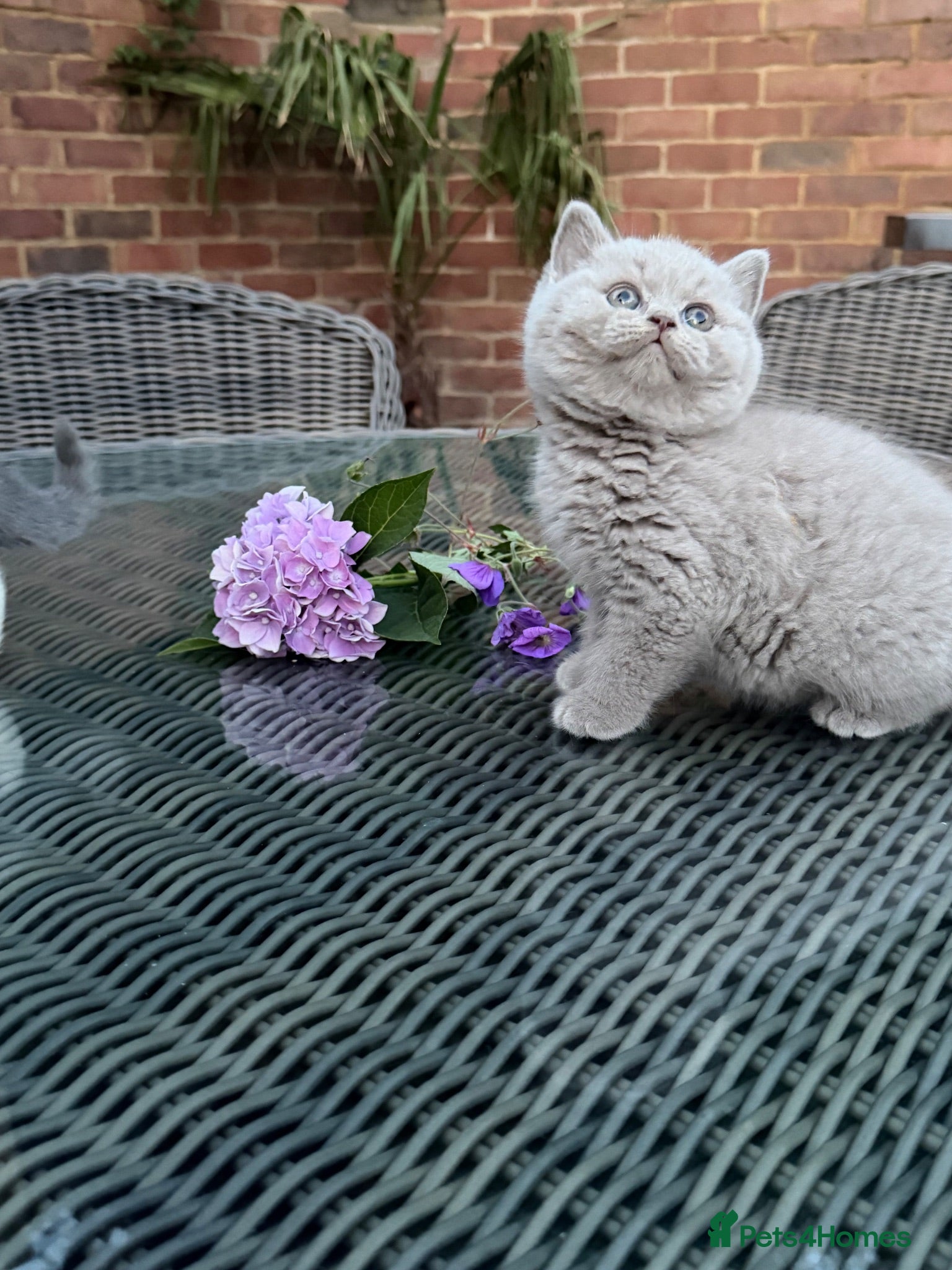 British Shorthair cats FULL PEDIGREE REGISTERED BSH  - Advert 1