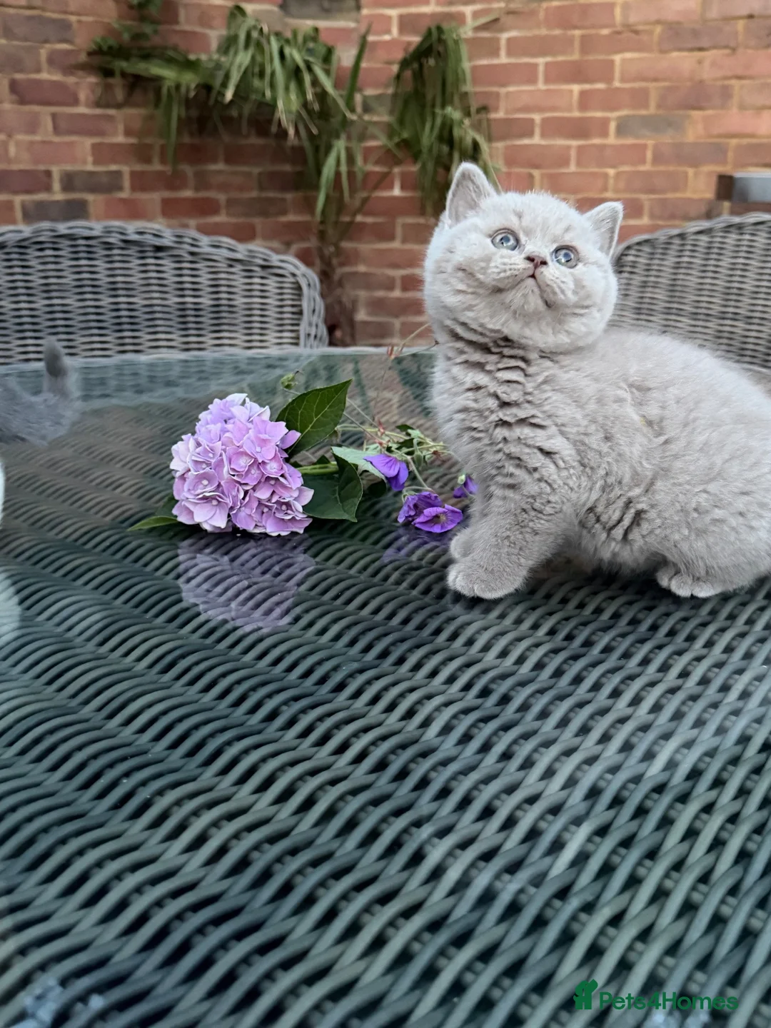 British Shorthair cats for sale: FULL PEDIGREE REGISTERED BSH  - Advert 1