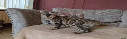 Bengal cats for sale: 🖤🤎 Beautiful Bengal 🤎🖤 - Advert 1