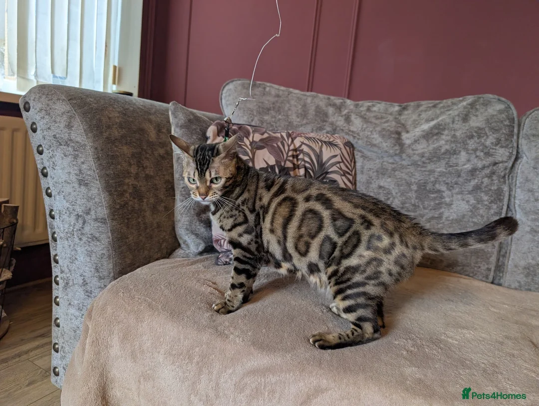 Bengal cats for sale: 🖤🤎 Beautiful Bengal 🤎🖤 - Advert 1