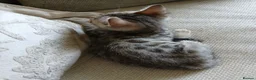 Bengal cats for sale: 🔥 STUNNING 3/4 BENGALS — BLUE MARBLED KITTENS!  - Advert 14