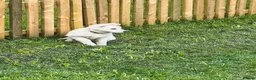 German Shepherd dogs for sale: White German shepherd puppy  in Colne - Advert 13