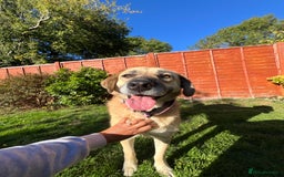 Mixed Breed dogs for adoption: 💖 Gentle Joky is waiting for her forever home! - Image 1