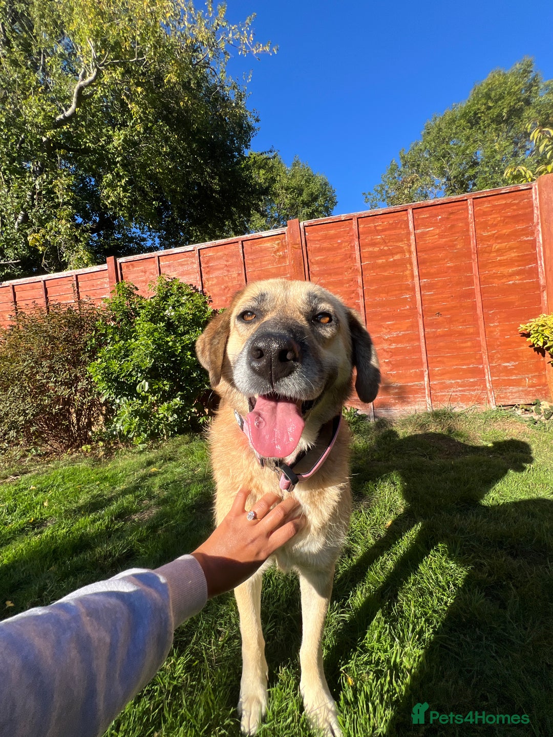 Mixed Breed dogs for adoption: 💖 Gentle Joky is waiting for her forever home! - Image 1