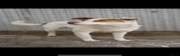 Mixed Breed dogs for adoption: ❤️🐶 LILA – NOT FOR A BUSY HOME in Nottingham - Advert 14