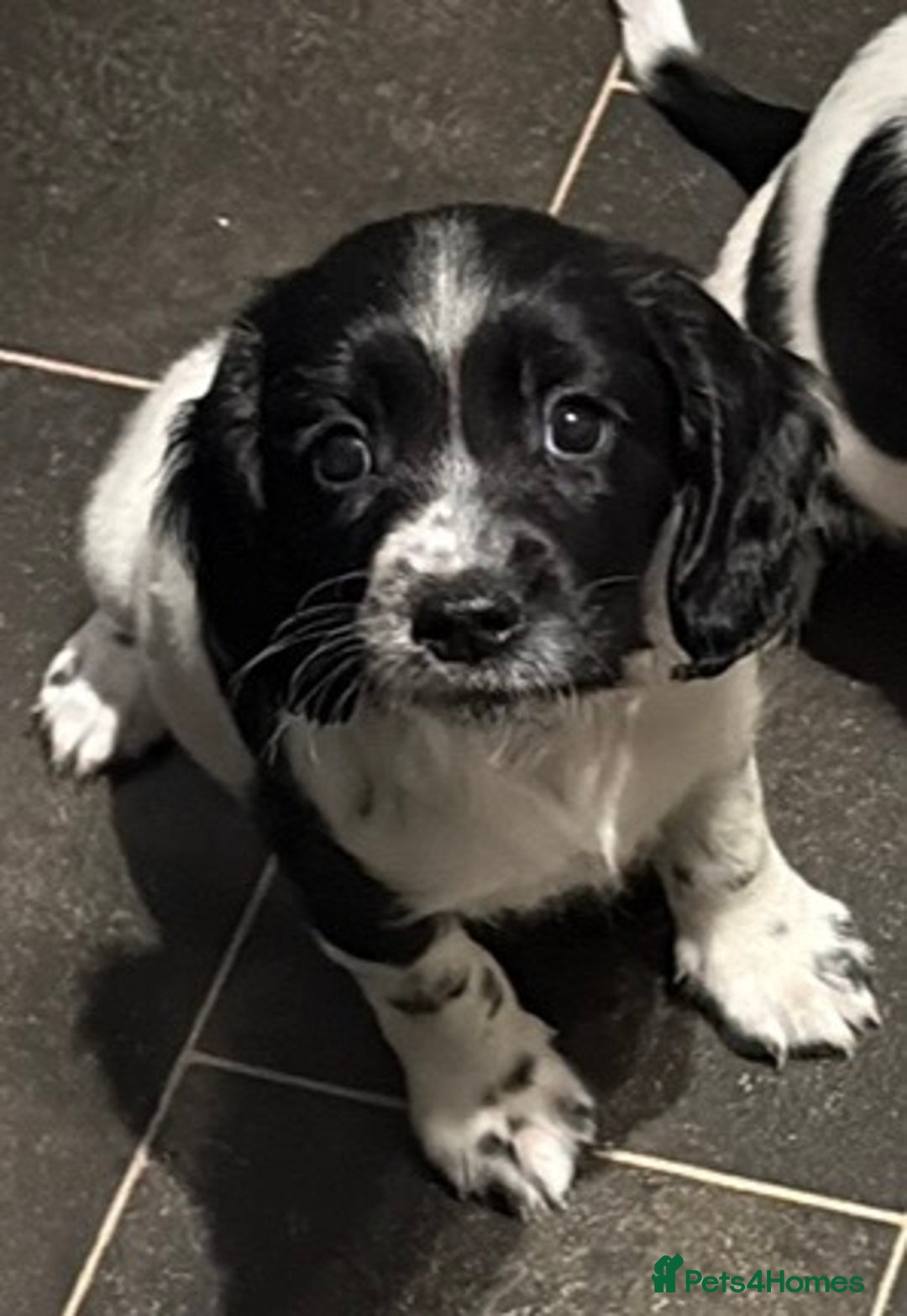Sprocker dogs for sale: SPRINGER PUPPIES - Advert 16