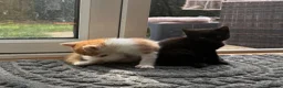 Mixed Breed cats for sale:     Sweet Kittens – Litter Trained & Playful - Advert 4