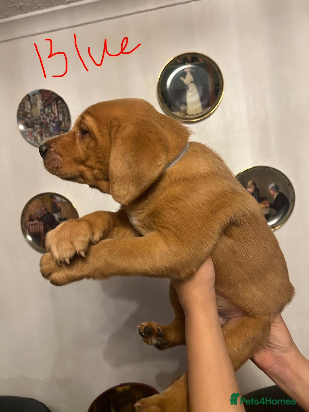 Labrador Retriever dogs for sale: Red fox lab - Advert 2