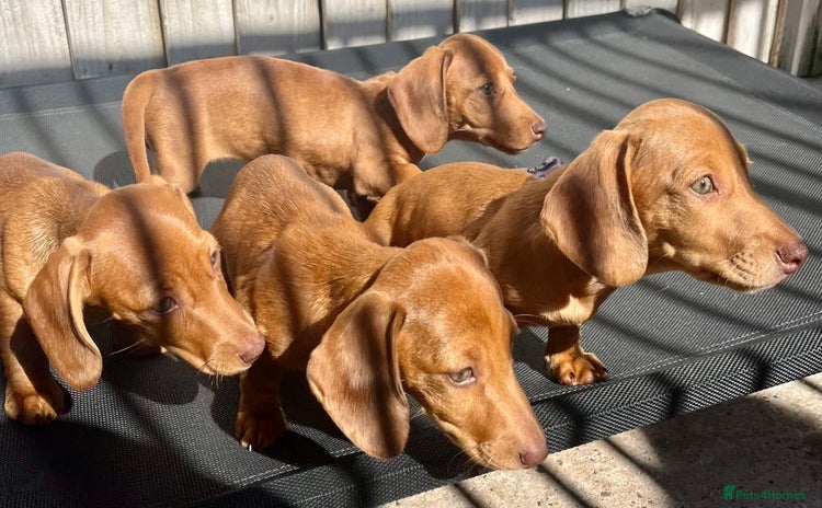 Dachshund dogs - Advert 9