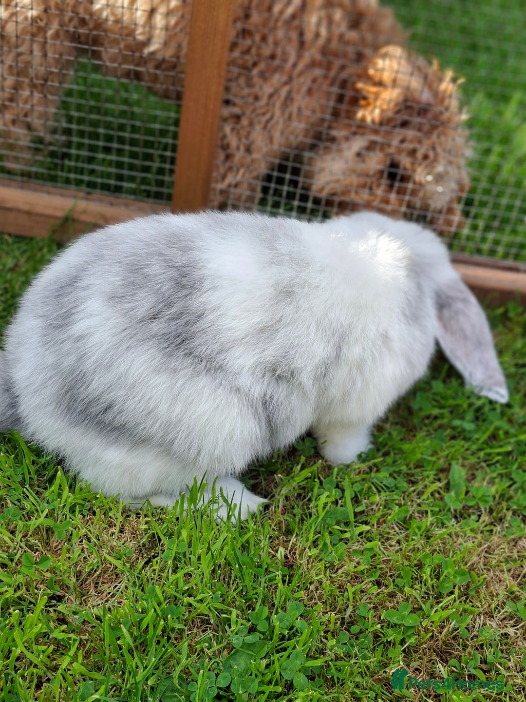 French Lop rabbits for sale: Vaccinated 4mth old doe - Image 6