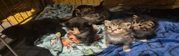 Mixed Breed cats for sale: 🐱❤️ 5 Beautiful fluffy Kittens🐱❤️ - Advert 2