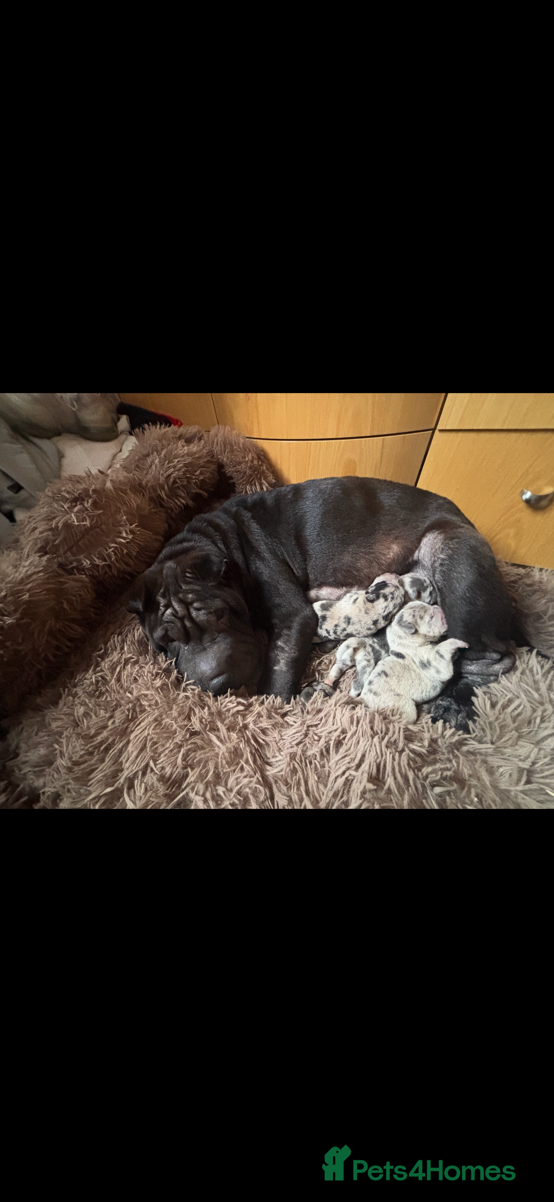 Mixed Breed dogs for sale: Shar Pei puppies  - Advert 1