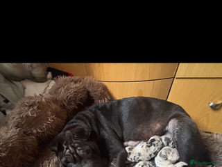 Mixed Breed dogs Shar Pei puppies - Advert 4