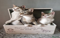 British Shorthair cats for sale: 3 Little Girl Kittens still Looking for new homes! - Image 1