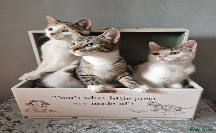 British Shorthair cats - Advert 3