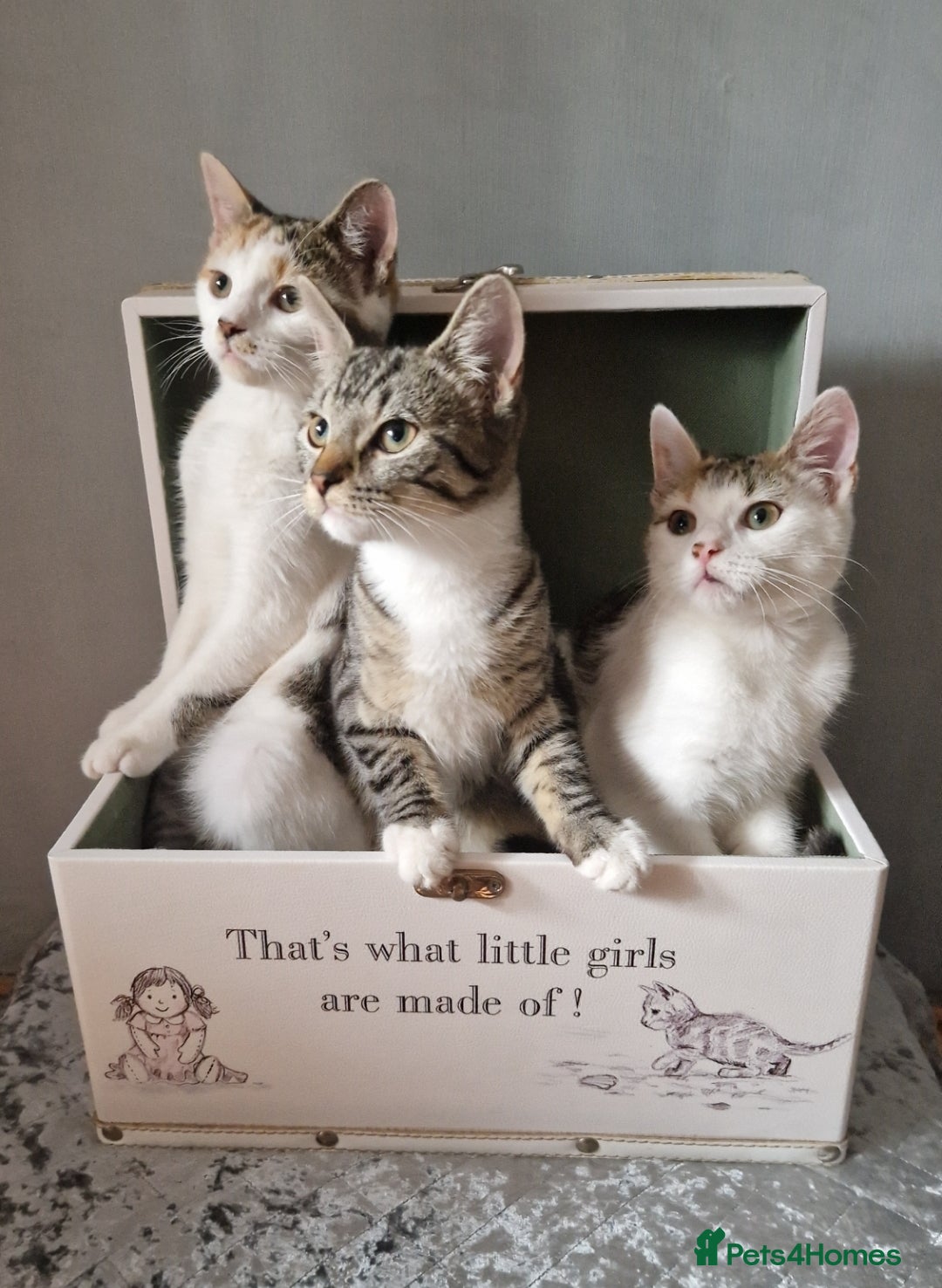 British Shorthair cats for sale: 3 Little Girl Kittens still Looking for new homes! - Image 1