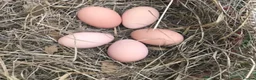 Chickens poultry for sale: Hatching eggs available in Liskeard - Advert 5