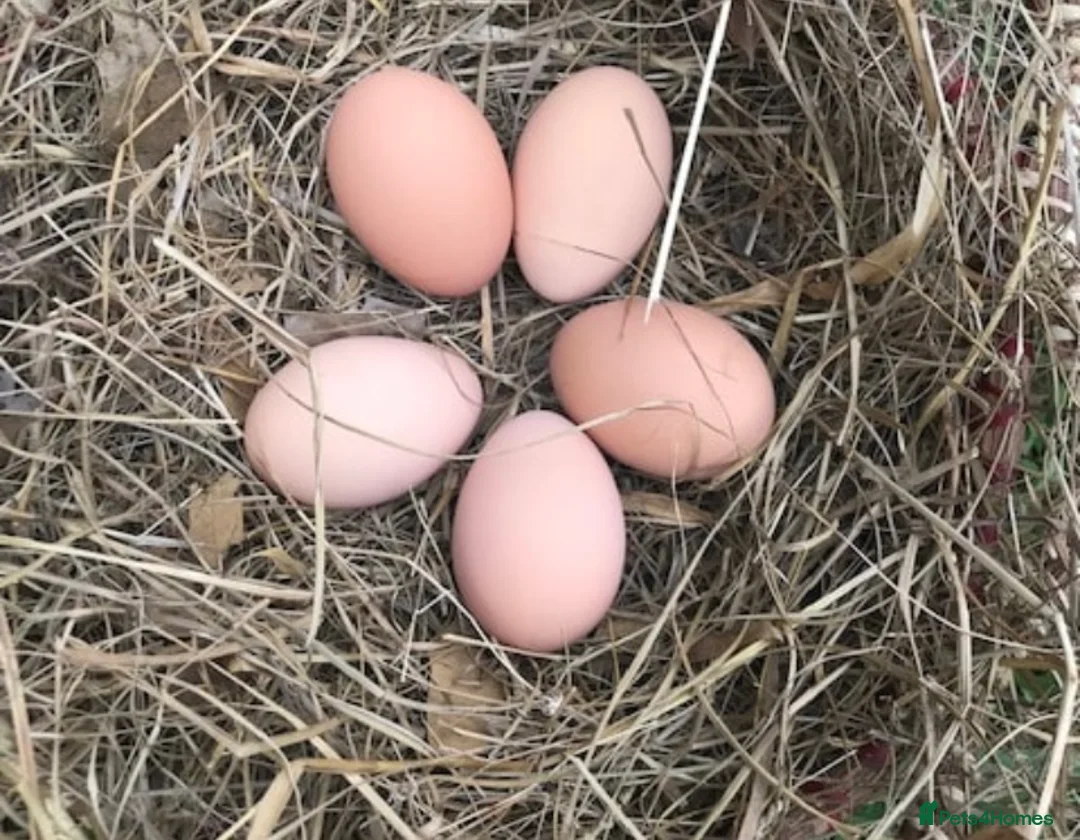 Chickens poultry for sale: Hatching eggs available in Liskeard - Advert 5