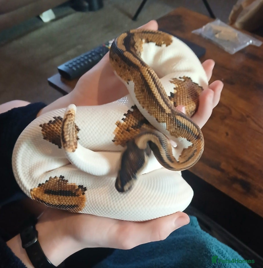Python Snake reptiles Friendly male for sale - Advert 2