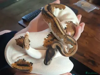 Python Snake reptiles Friendly male for sale - Advert 2